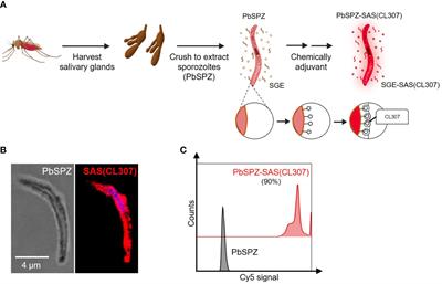 Chemically augmented malaria sporozoites display an altered immunogenic profile